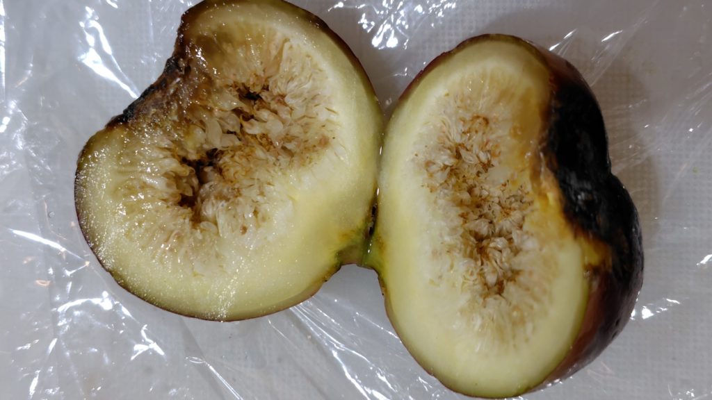 高温障害のいちじく