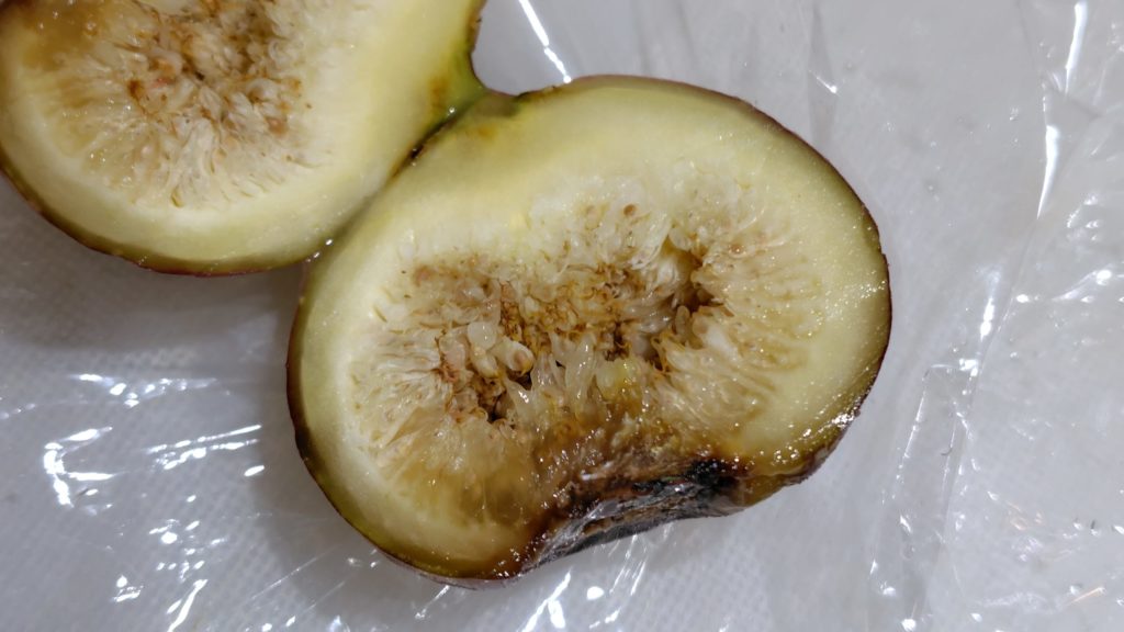 高温障害のいちじく