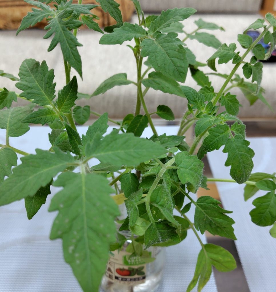 間引いた苗を水耕栽培している状況