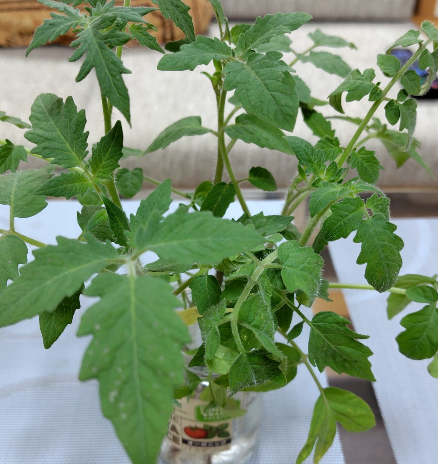 間引いた苗を水耕栽培している状況