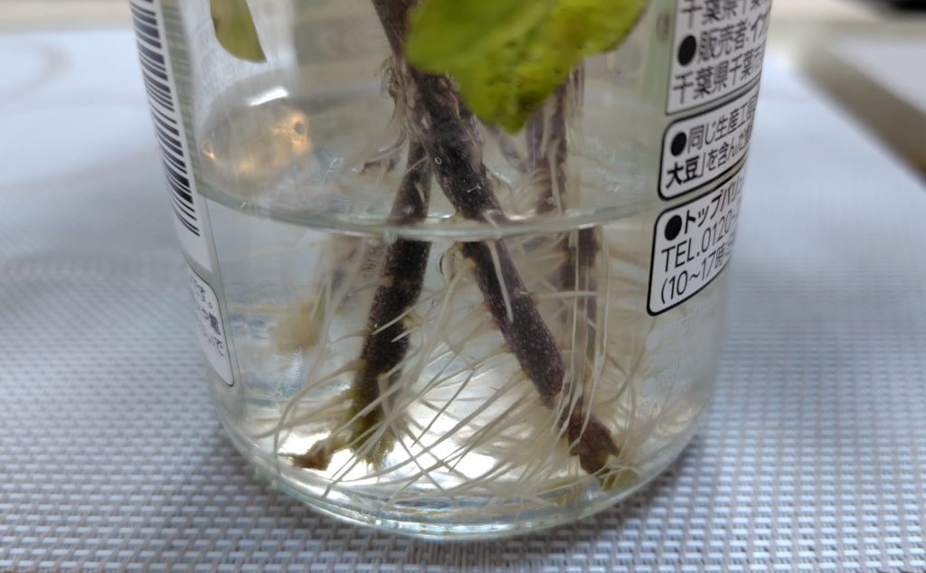 間引いたトマトの苗から出ている根