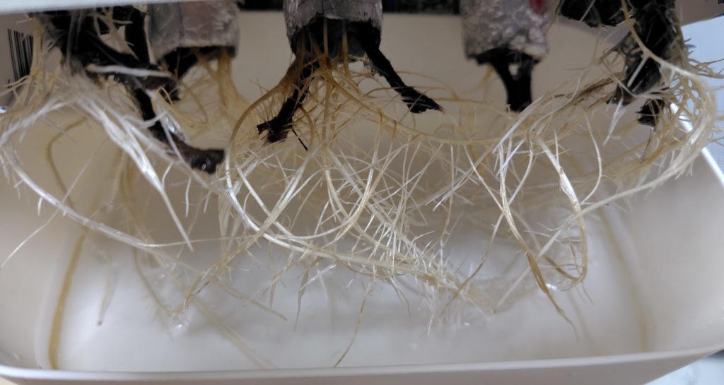 枝豆の発根状況