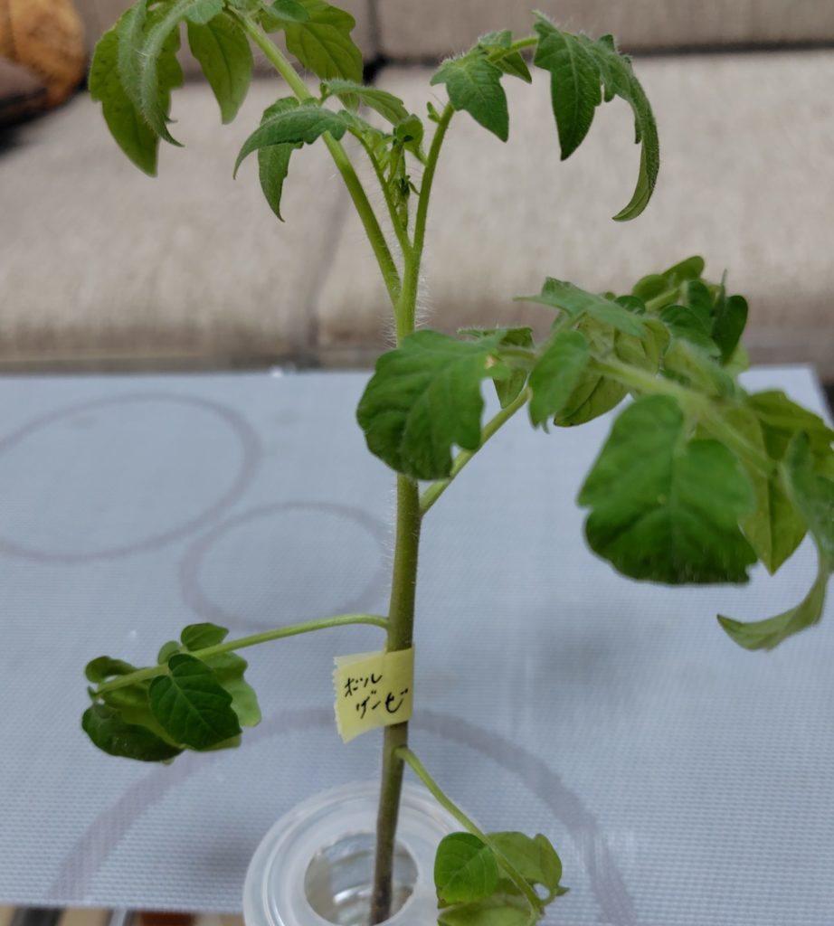 間引きしたボルゲーゼの苗