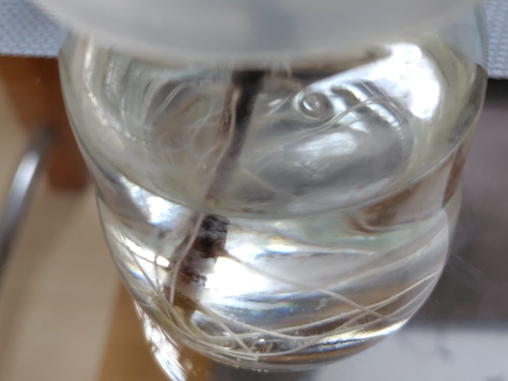 ボルゲーゼの根が伸びてきている様子