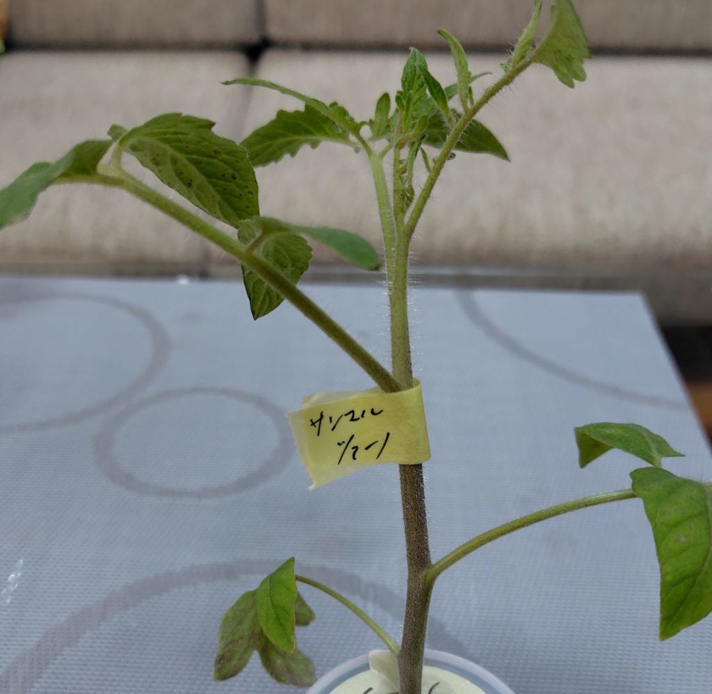 間引いたサンマルツァーノ