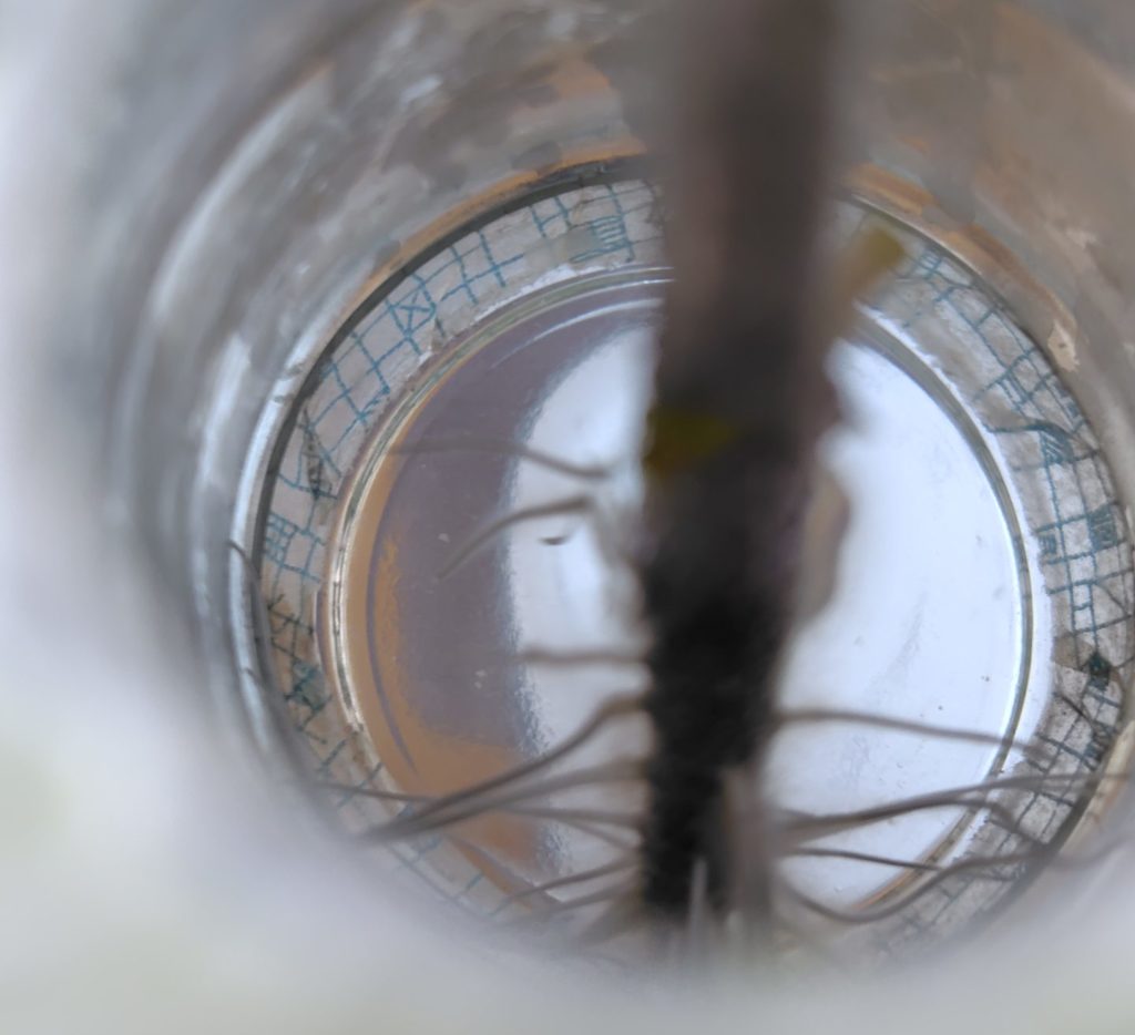 サンマルツァーノの根が伸びてきている様子