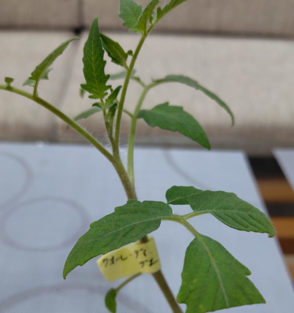 間引いたクオーレディブエの苗の様子