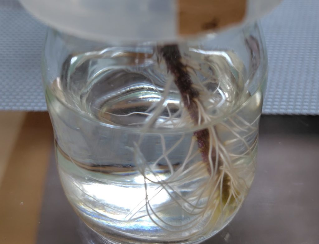 クオーレディブェの根が伸びてきている様子