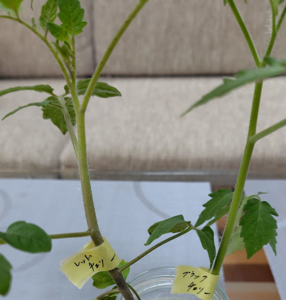 間引きしたブラックチェリーとレッドチェリー