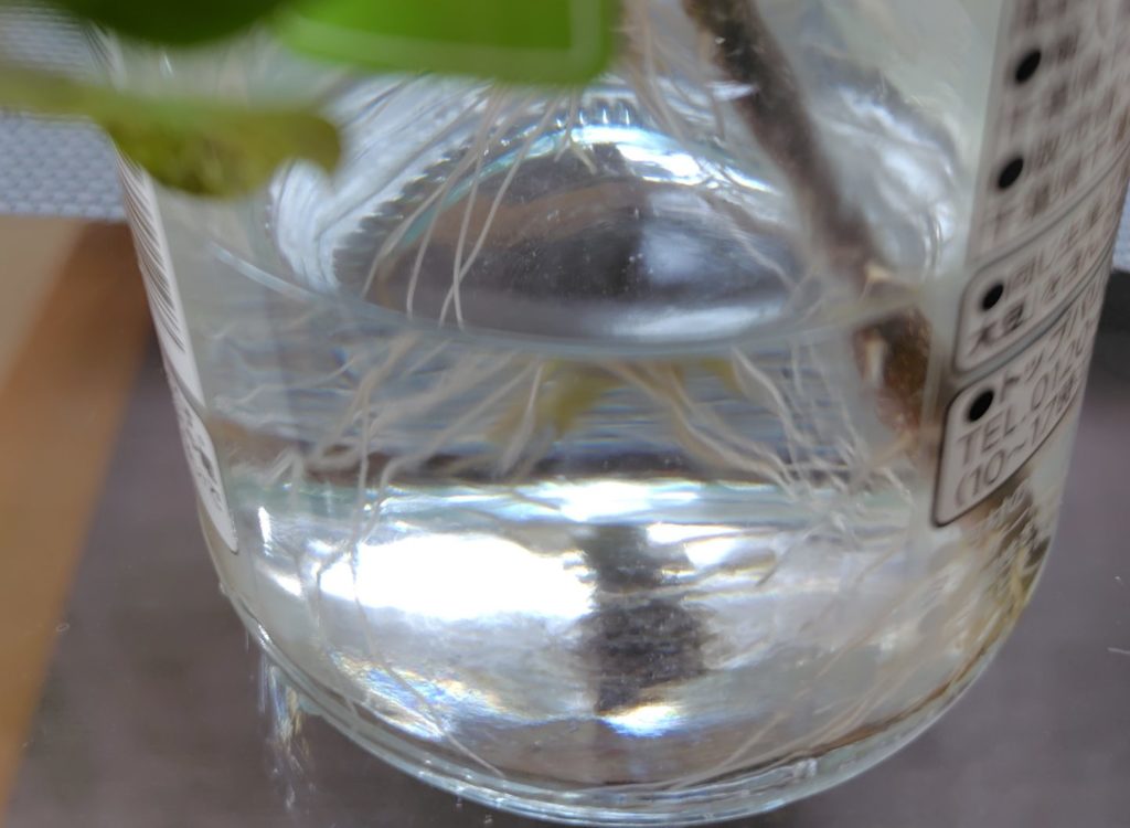 レッドチェリーとブラックチェリーの根が伸びてきている様子