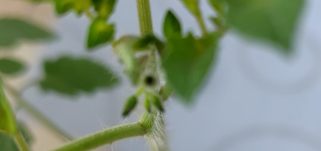 レッドチェリーンの花芽