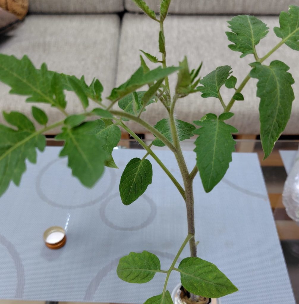 サンマルツァーノの状況