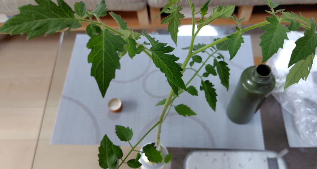 ブラックチェリーの苗の様子