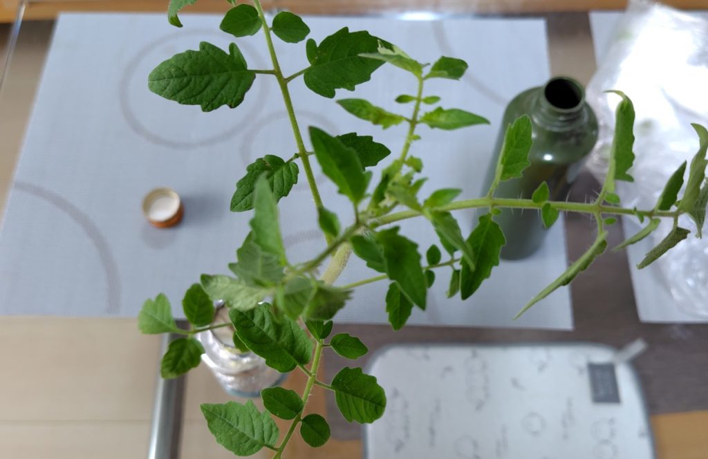 ボルゲーゼの状況