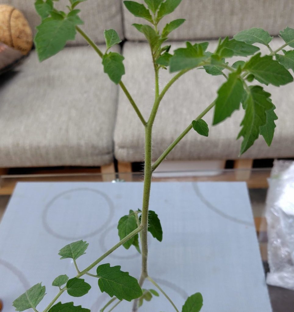 レッドチェリーの様子