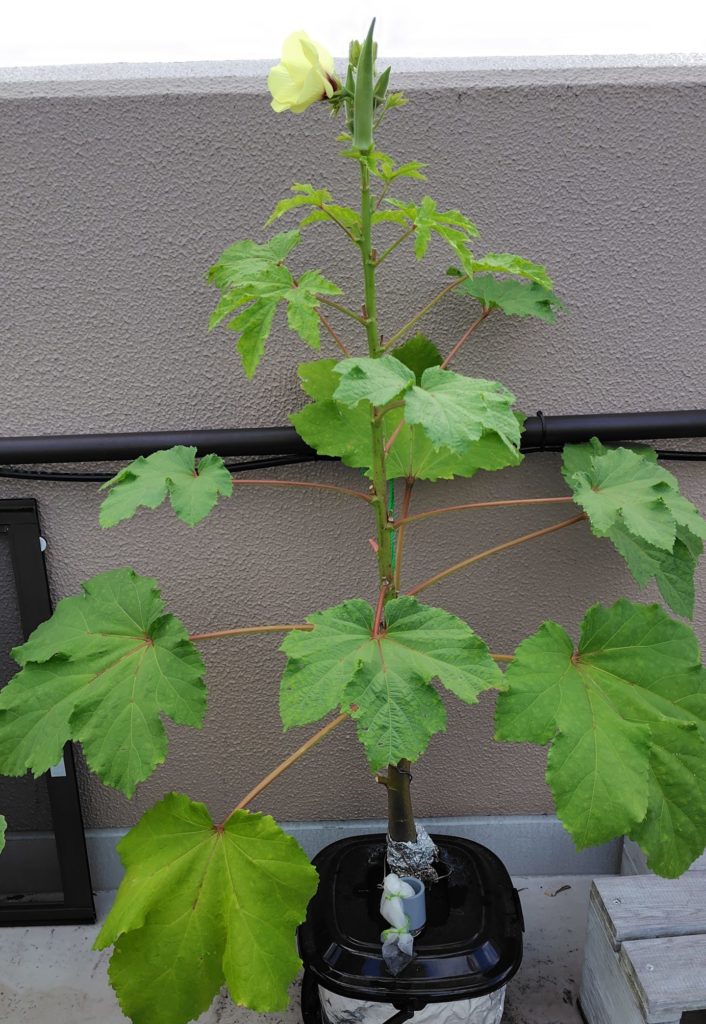 オクラの生育状況