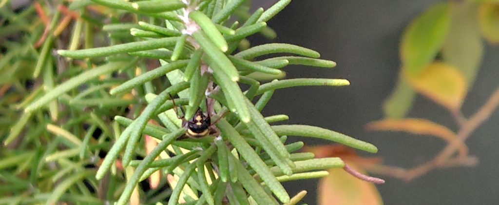 ミカドドロバチ