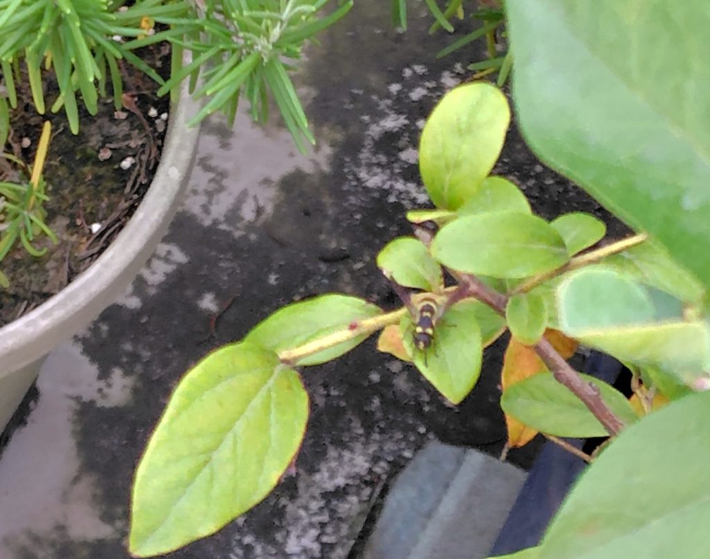 ミカドドロバチ