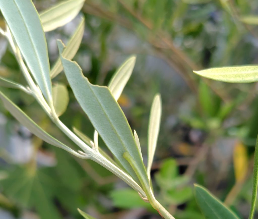 シモフリスズメの小さな幼虫