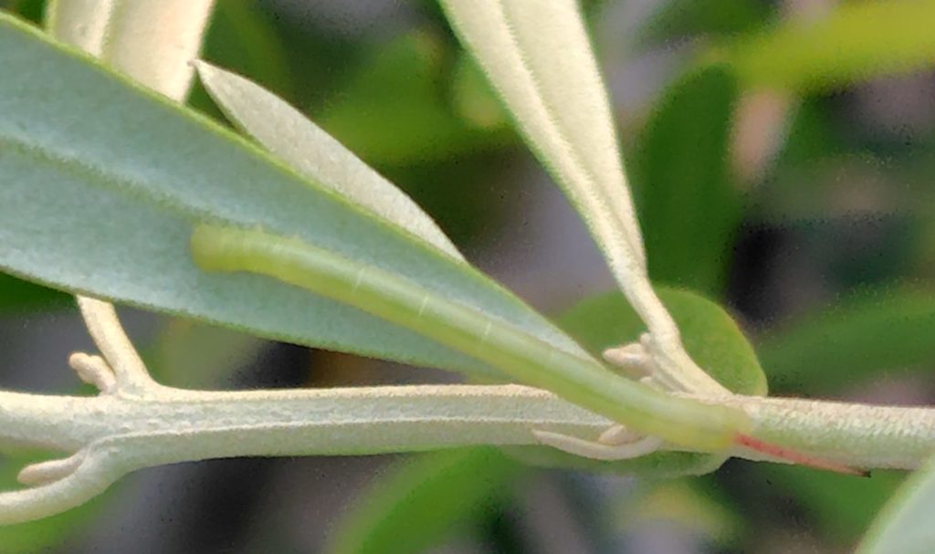 シモフリスズメの小さい幼虫