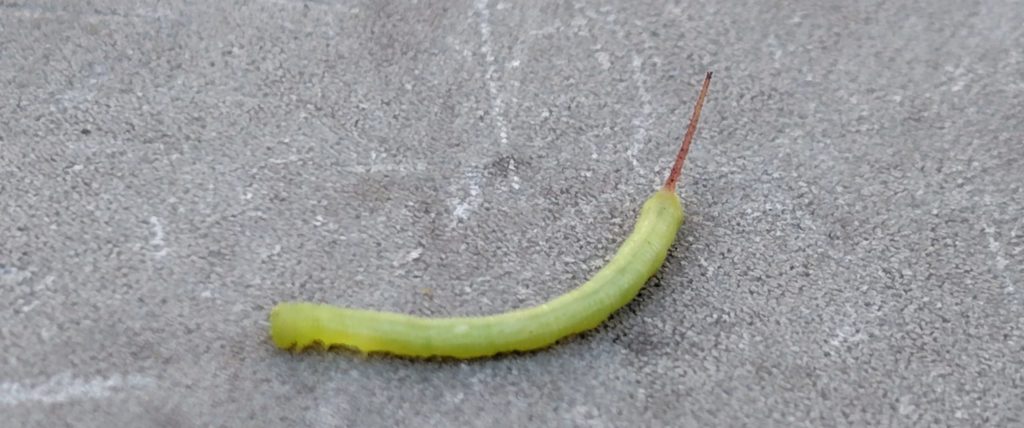 シモフリスズメ拡大