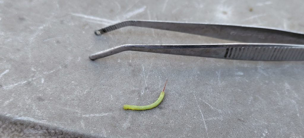 シモフリスズメの幼虫をピンセットと比較