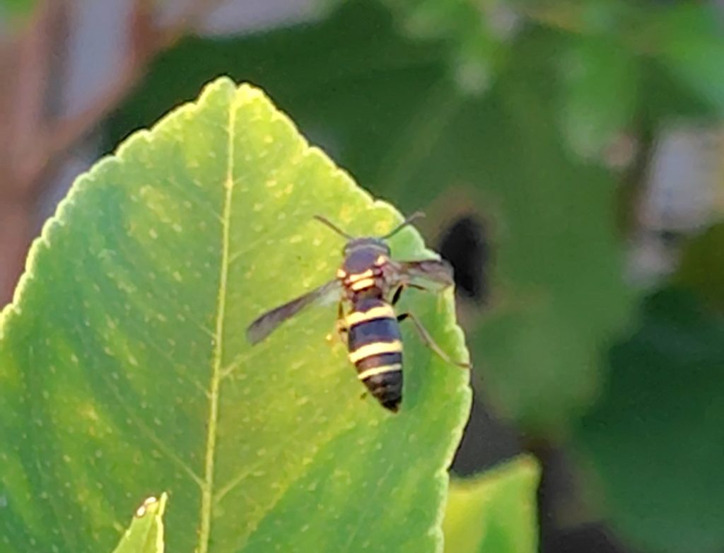 ミカドドロバチ