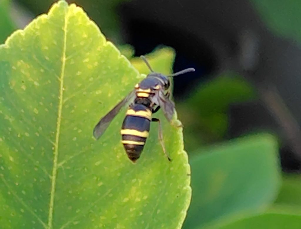 ミカドドロバチ