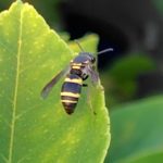 ミカドドロバチ