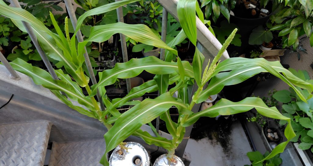 水耕栽培のとうもこしの雄穂の様子