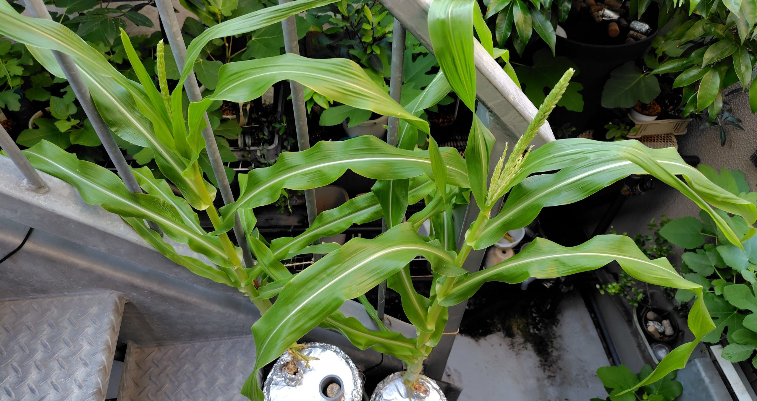 水耕栽培のとうもこしの雄穂の様子