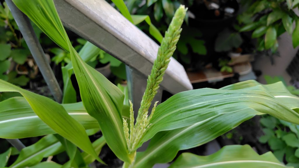 とうもろこしの雄穂