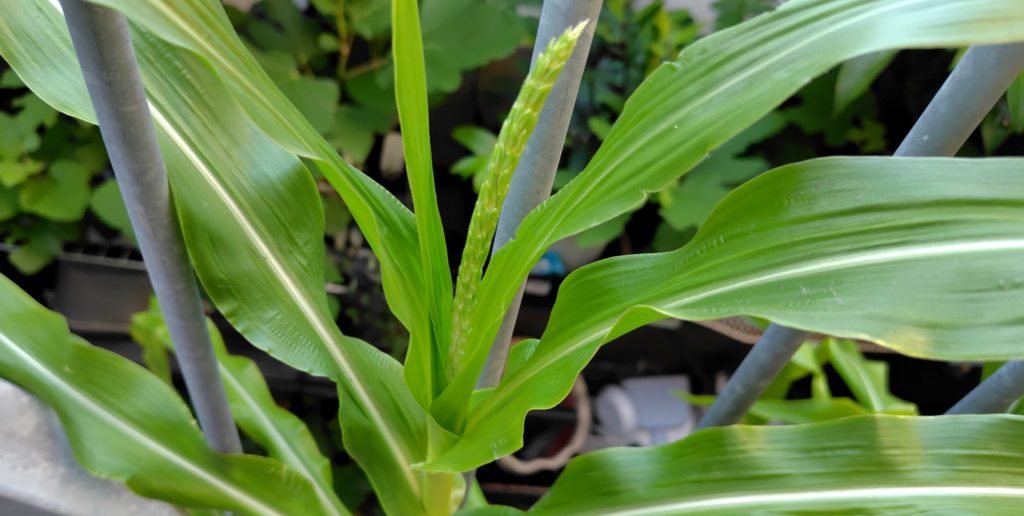 とうもろこしの雄穂