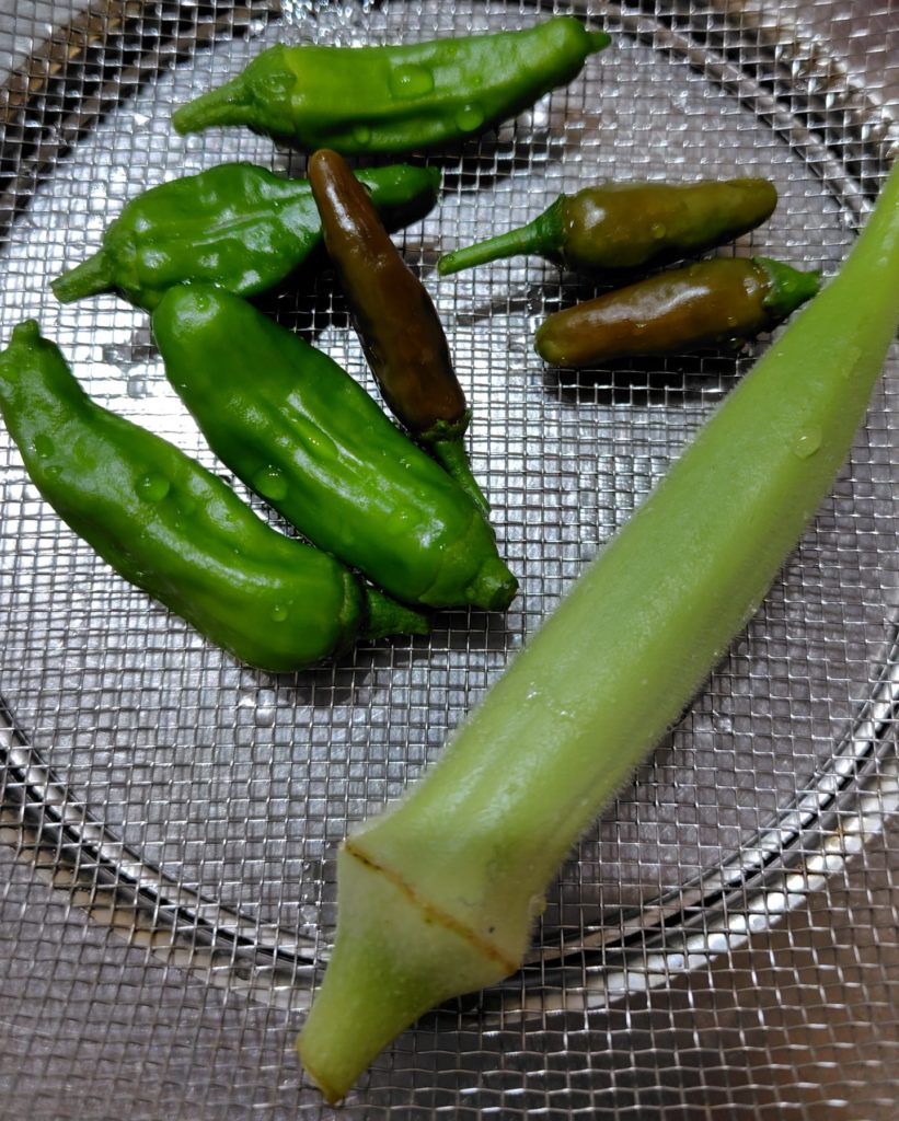 オクラの生育状況