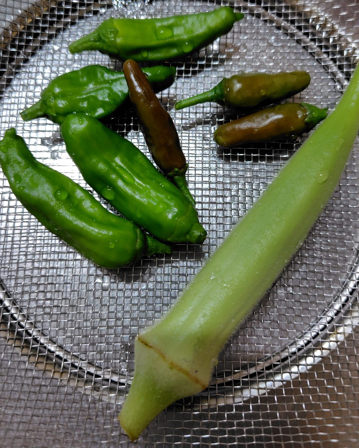 オクラの生育状況