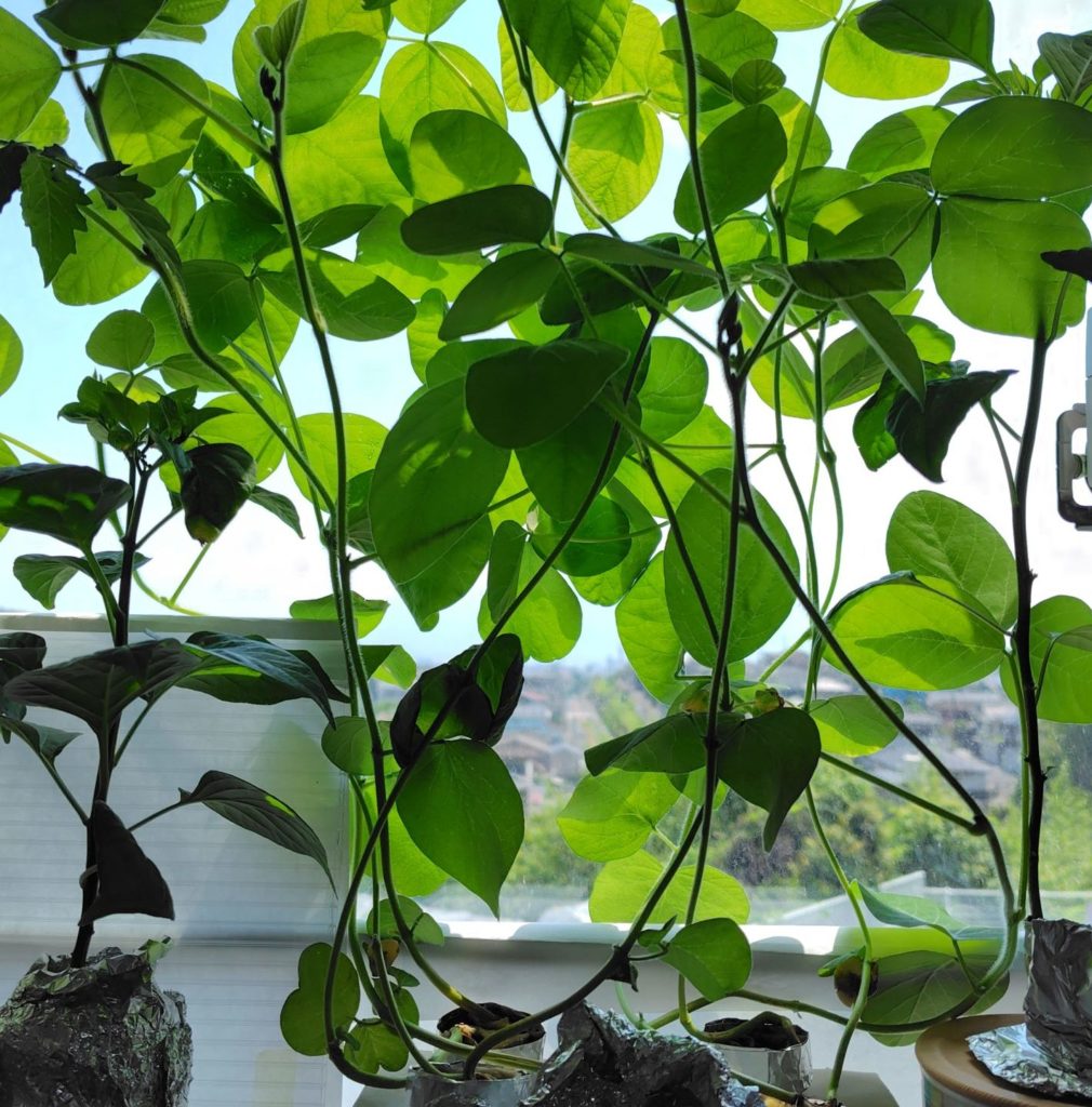 窓際の枝豆の生育状況