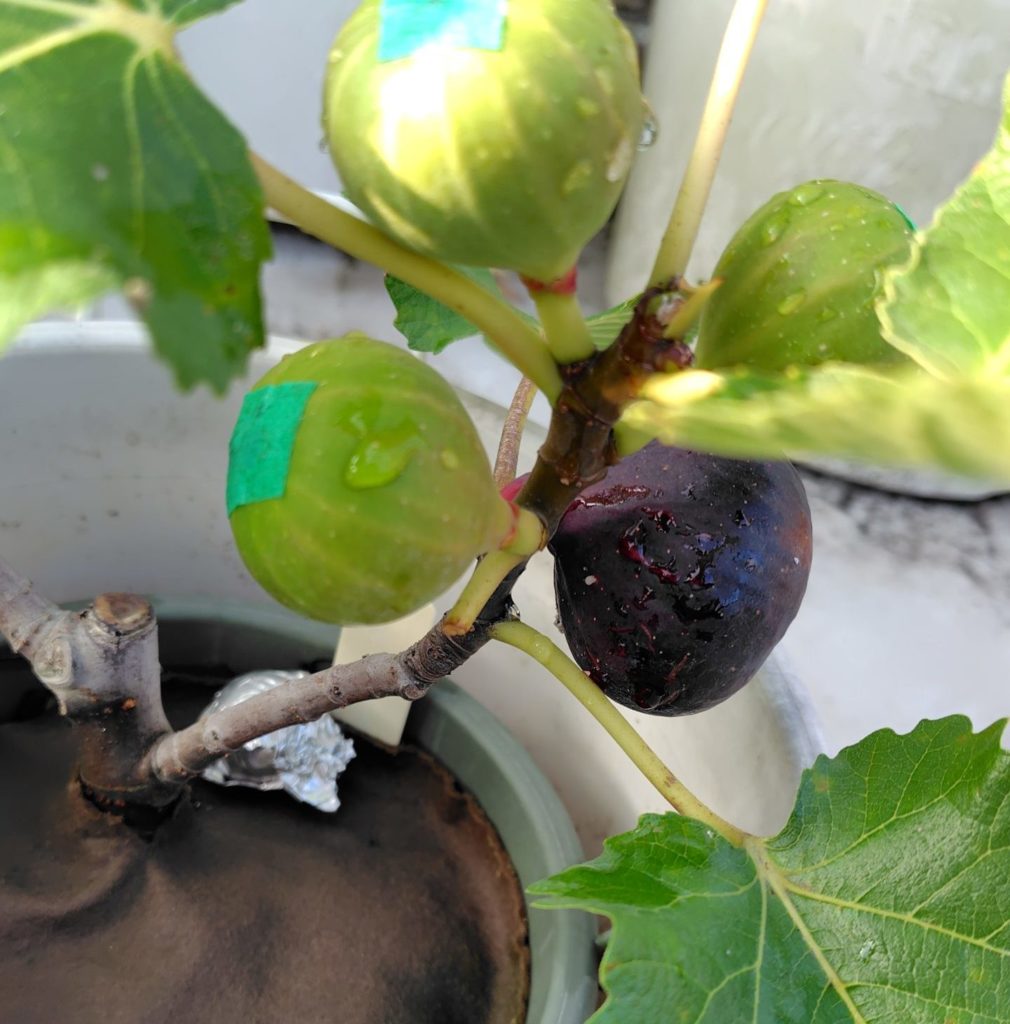 いちじくビオレソリエス