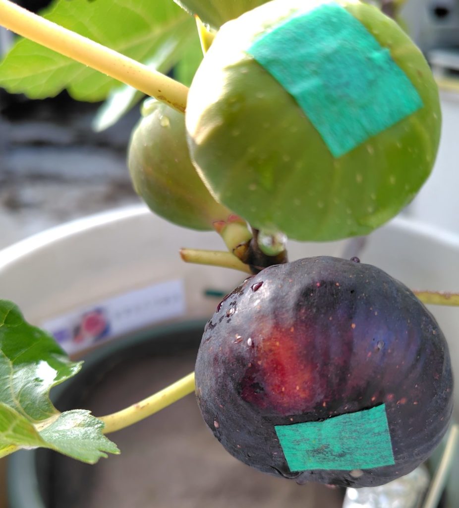 ビオレソリエスの果実