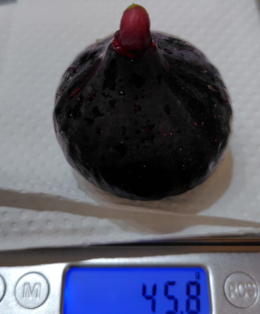 ビオレソリエスの重さ