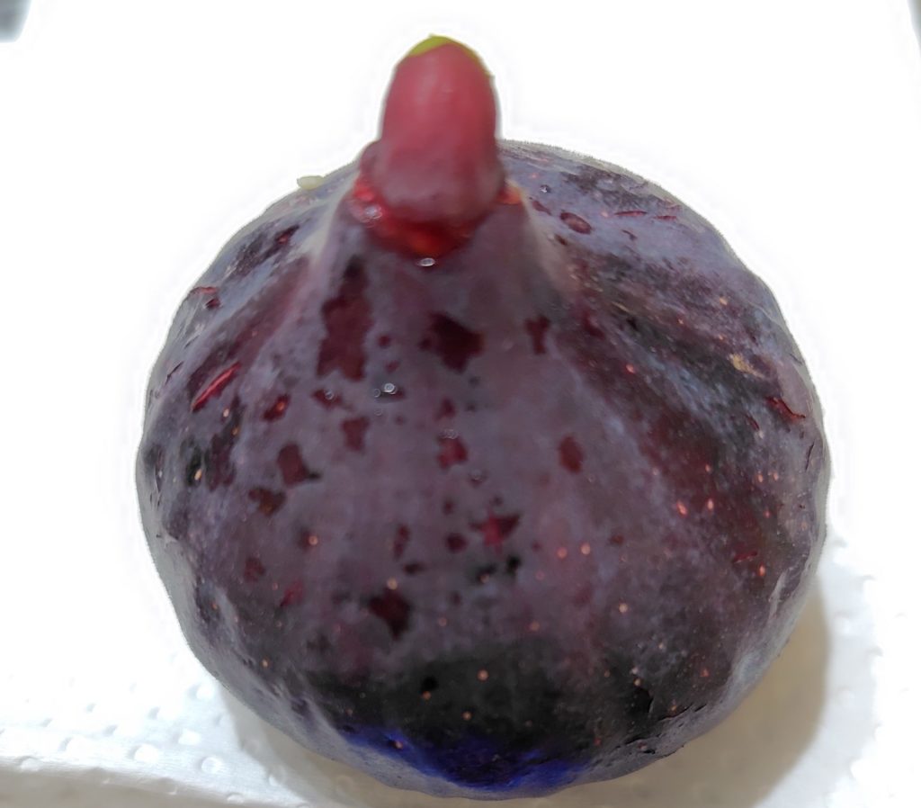 ビオレソリエスの実