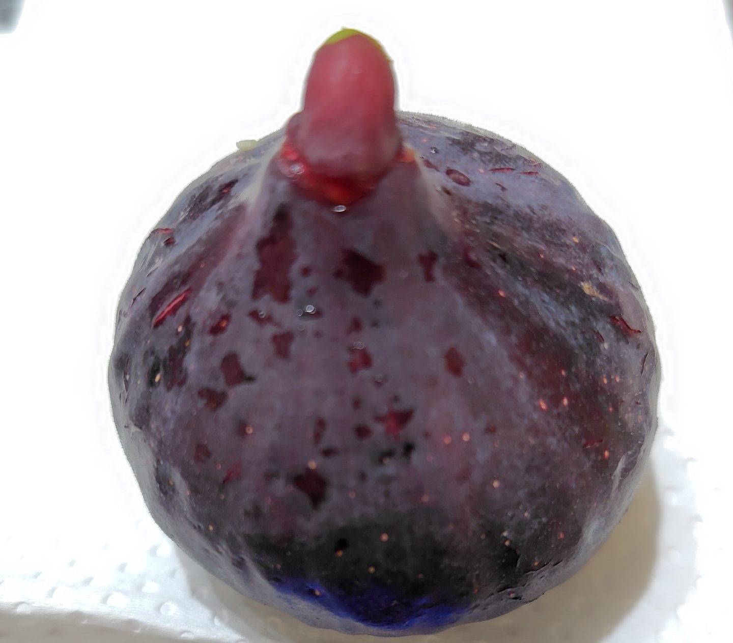 ビオレソリエスの実