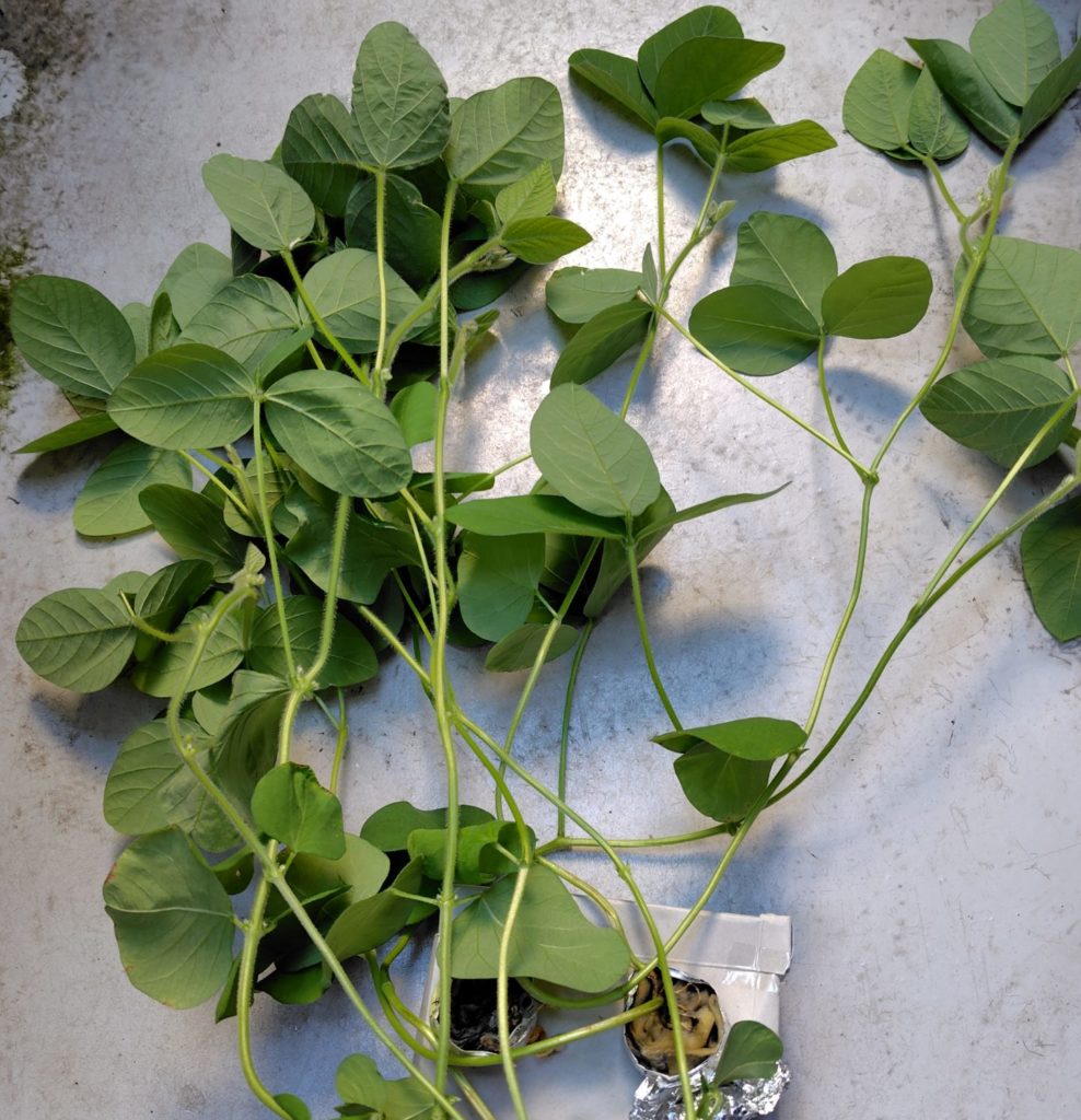 枝豆の生育状況