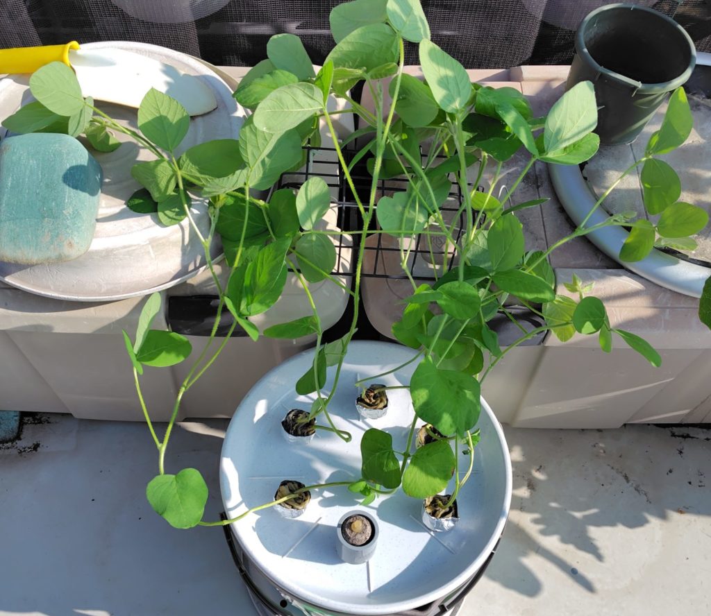 屋外の枝豆水耕栽培