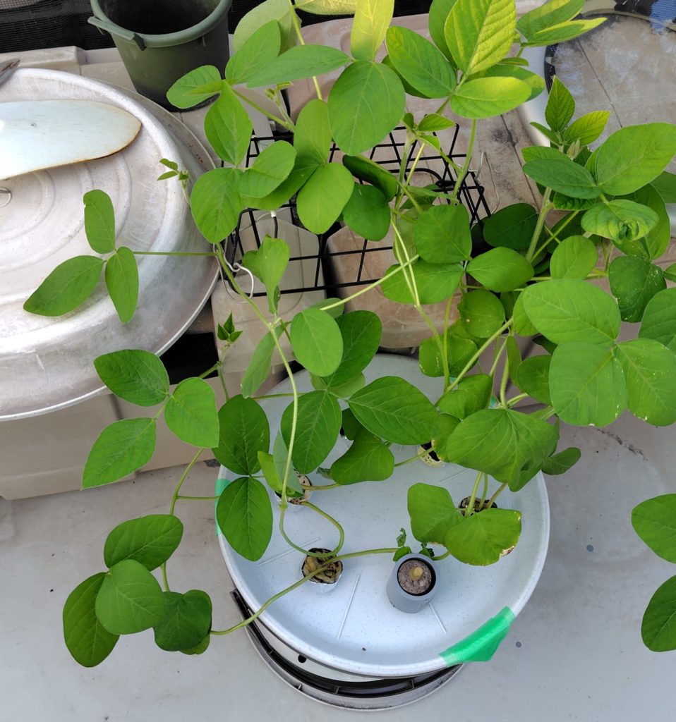 大型水耕栽培容器