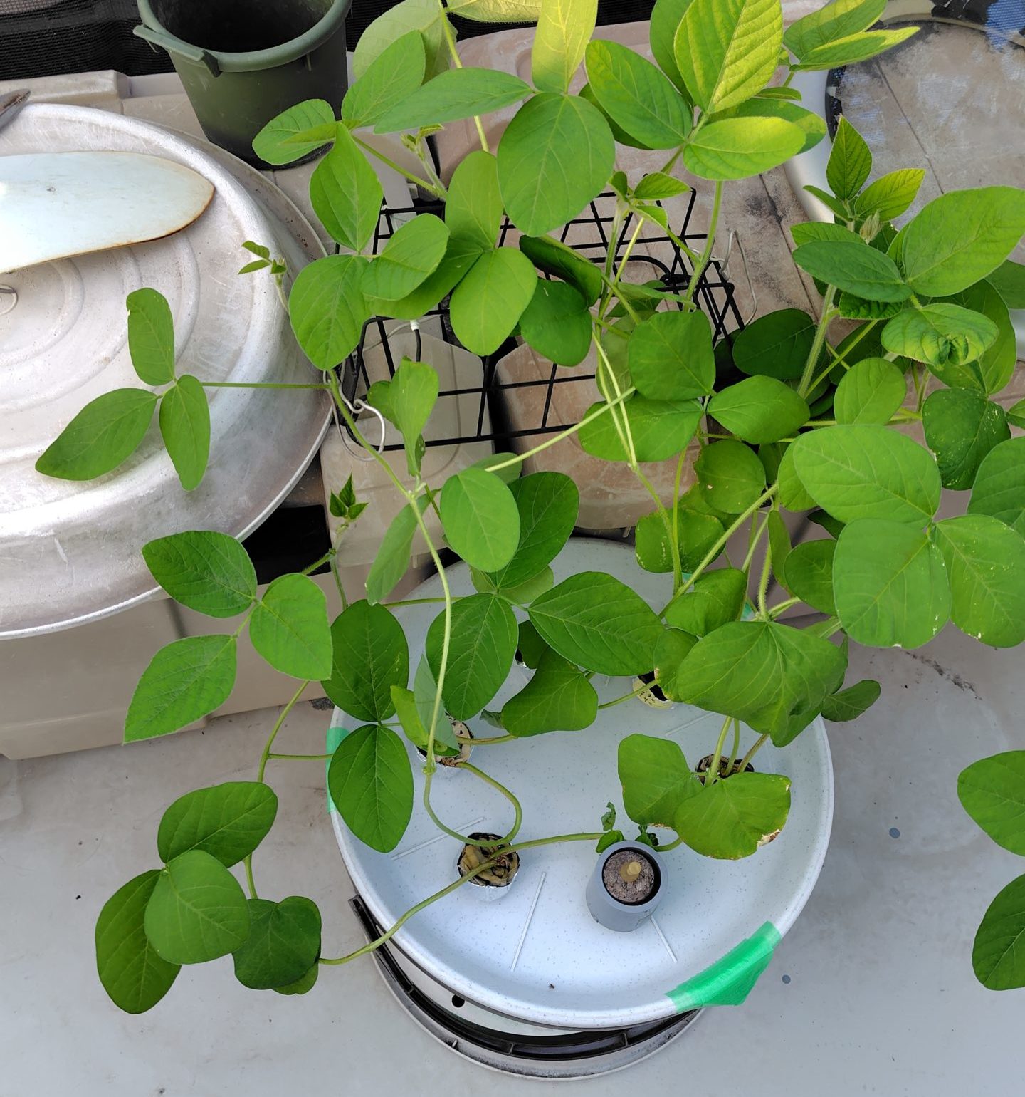 大型水耕栽培容器