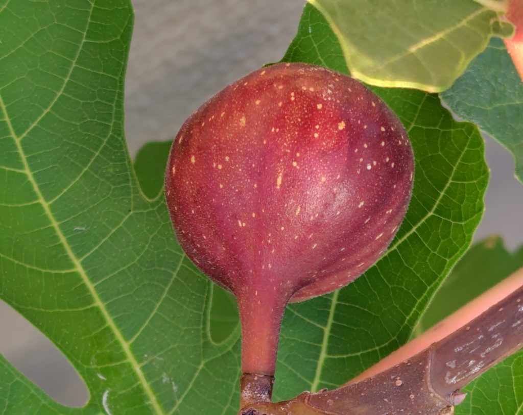 ヌアール・ド・Kの実(拡大)