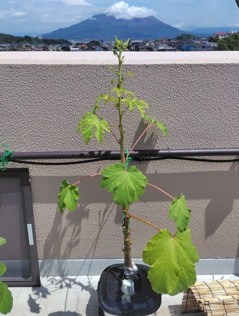 オクラの生育状況