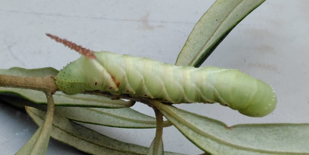 シモフリスズメの幼虫