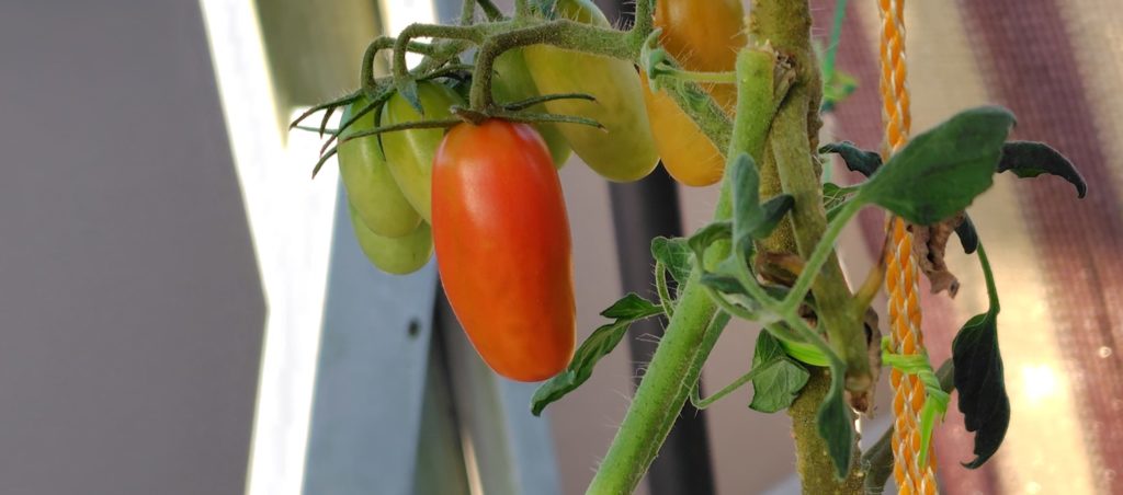 フラガールオランジェ