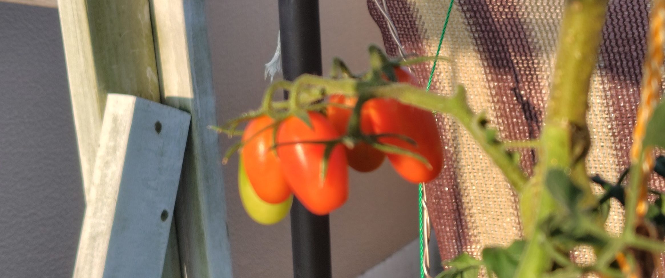 フラガールオランジェ